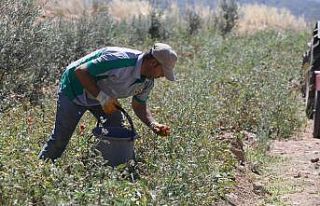 Buca’nın ürünleri bin 458 mutfağa bereket oldu