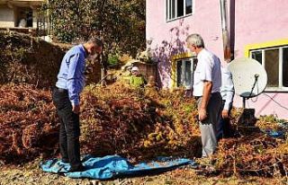 Buldan’da 810 dekar alanda 300 ile 350 ton arası...