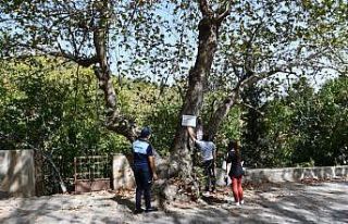 Buldan’da asırlık 7 adet çınar ağacına, “Anıt...