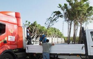 Burhaniye fıstıkçamı üretim merkezi oldu