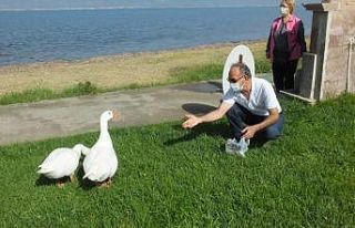 Burhaniye’de sahipsiz kazlar mahallenin maskotu...