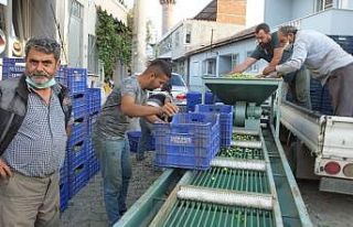 Burhaniye’de Tarım Kredi Kooperatifi zeytin alımına...