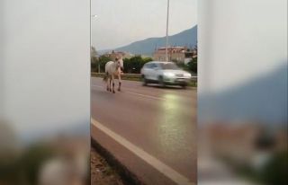 Bursa caddeleri hayvanat bahçesine döndü