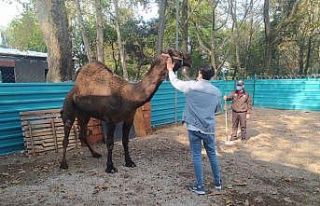 Bursa’da bir "Garip" deve hikayesi