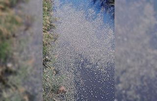 Bursa’da çevre felaketi...Binlerce balık telef...