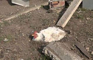 Bursa’da yumurtasını çalan yavru köpeği pompalı...