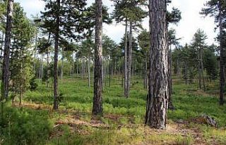 Bursa’nın ormanları böyle gençleştiriliyor
