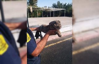 Büyükşehir İtfaiyesi mahsur kalan hayvanların...