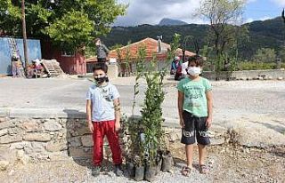 Büyükşehir, Manavgat’ta defne fidanı yardımı...