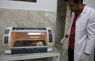 Büyükşehir sahipsiz hayvanlara sahip çıkmaya...