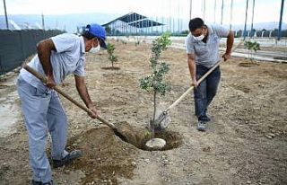 Büyükşehir Sakız ağaçlarını toprakla buluşturdu