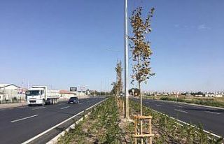 Büyükşehir şehrin batı girişine 62 bin fidan...