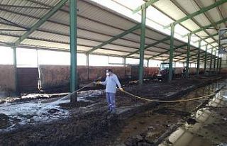 Büyükşehir üç gün hastalığına karşı mücadele...