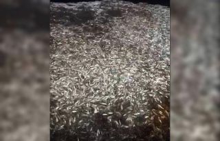 Çanakkale’de boyları küçük olan 15 ton balık...