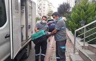 Çatıdaki yaralı martıya Ümraniye Belediyesi ekipleri...