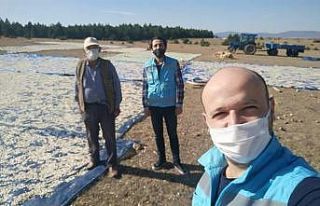 Çavdarhisar’da çerezlik kabak hasadı başladı