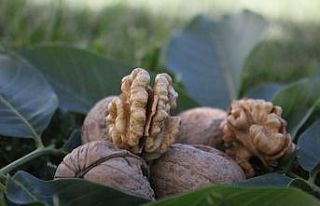 Cevizin anavatanında hasat dönemi başladı