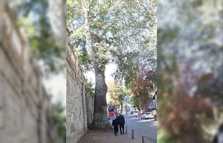 Çevre ve Şehircilik İl Müdürlüğü: "Çınar...