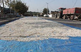 Çiftçiler ürünlerini asfalt yollarda kurutuyor