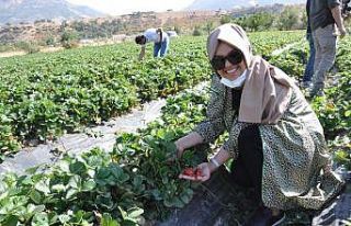 Çilek üretimi Güneydoğu’nun geneline yayılıyor