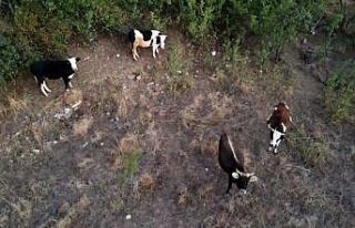 Çoban kaybolan ineklerini drone ile buldu