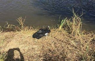 Çobanlar buldu, hemen polise haber verdi