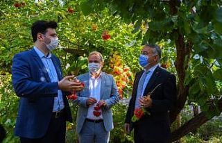 Coğrafi İşaretli, Böbrek Dostu Gilaburunun Hasadı...