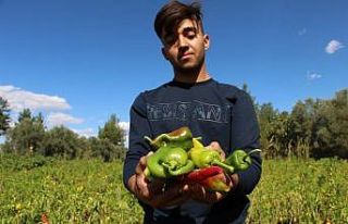 Coğrafi işaretli Kale biberinde son hasat başladı