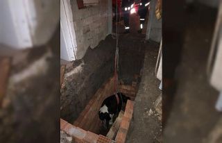 Çukura düşen düveyi itfaiye kurtardı