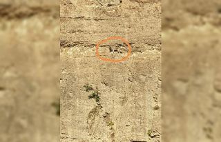 Dağ keçilerine taş çıkartan köpek için kurtarma...