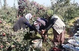DAP ve DAKA’dan Bitlis’teki elma yetiştiricilerine...