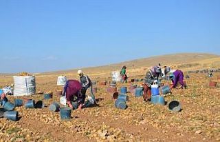 Darende, patates üretim üssü oluyor