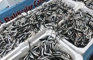 Denizlerdeki hamsi bolluğu fiyatları bir günde...