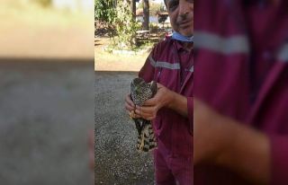 Denizli’de bir şahin, kuş avlamak isterken canından...