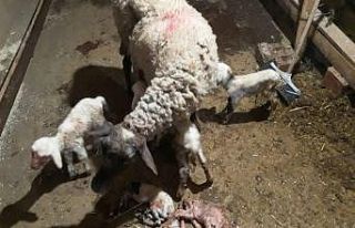 Denizli’de koyun 5’iz  doğurdu