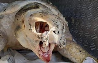 Dev deniz canlısı ölü bulundu