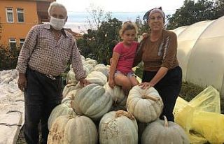 Devasa kabaklar görenleri hayrete düşürüyor