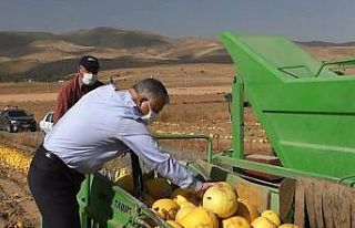 Develi’de kabak hasadı başladı