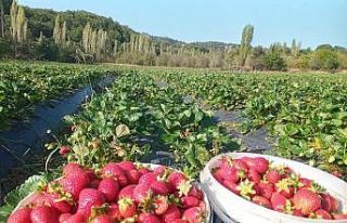 Devlet desteği ile dikilen çilekler ürün verdi
