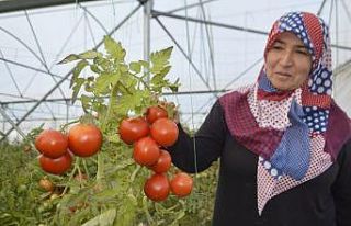 Devlet desteği ile kurdukları seralardan yılın...