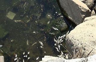 Dicle Nehri’nde tehlikeli görüntü, telef olan...