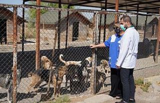 Diyarbakır Büyükşehir Belediyesi sokak hayvanlarını...