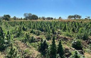 Diyarbakır’da 325 kilo esrar, 373 bin kök kenevir...