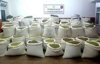 Diyarbakır’da 994 kilo esrar, 247 bin kök kenevir...