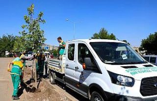 Diyarbakır’da cadde yeşillendirme çalışmaları
