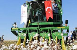 Diyarbakır’da pamuk hasadı başladı