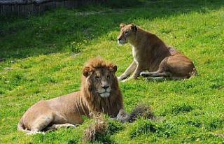 Doğal Yaşam Parkı yeniden açılıyor