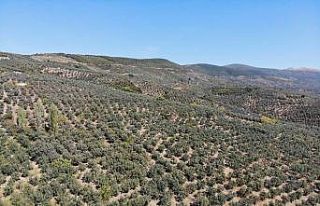 Doludan zarar gören zeytinleri 2 kat fazla fiyat...