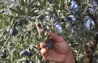 Dünyanın en kaliteli sofralık zeytinlerinin hasadı...