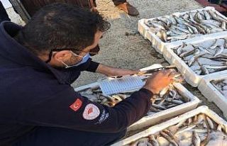 Düzce’de 147 noktada su ürünleri denetimi gerçekleştirildi